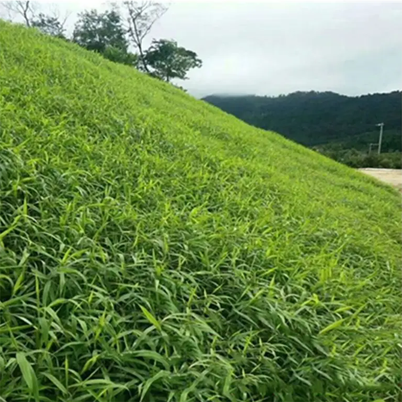 狗尾草.png