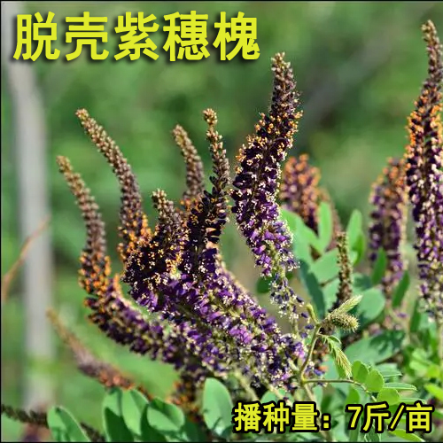 在公路边坡种紫穗槐有什么好处