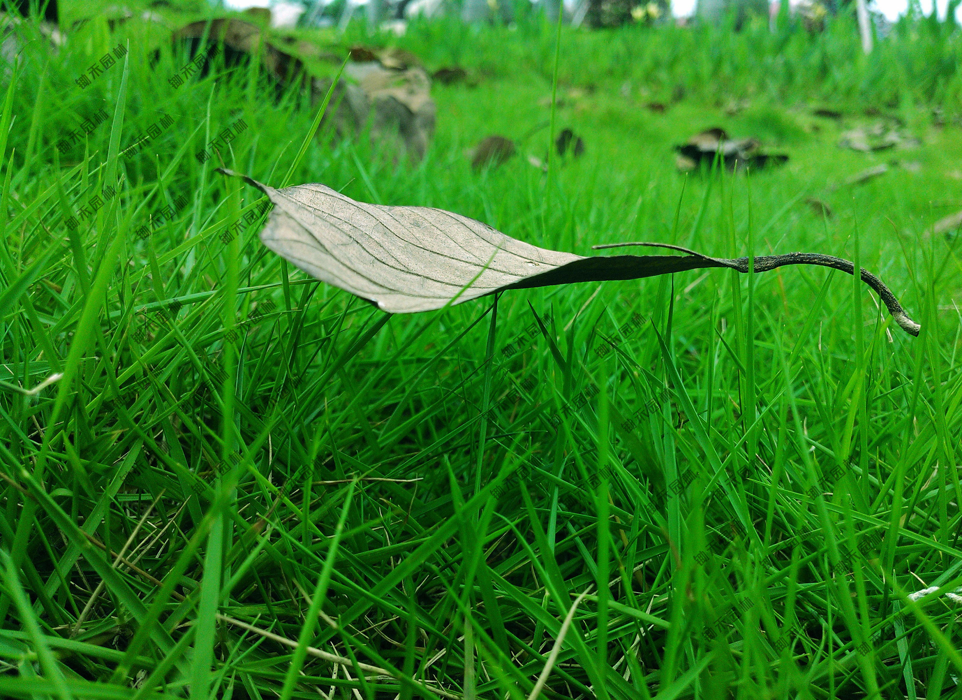 秋冬盖播之王黑麦草，建植条件以及建植方法
