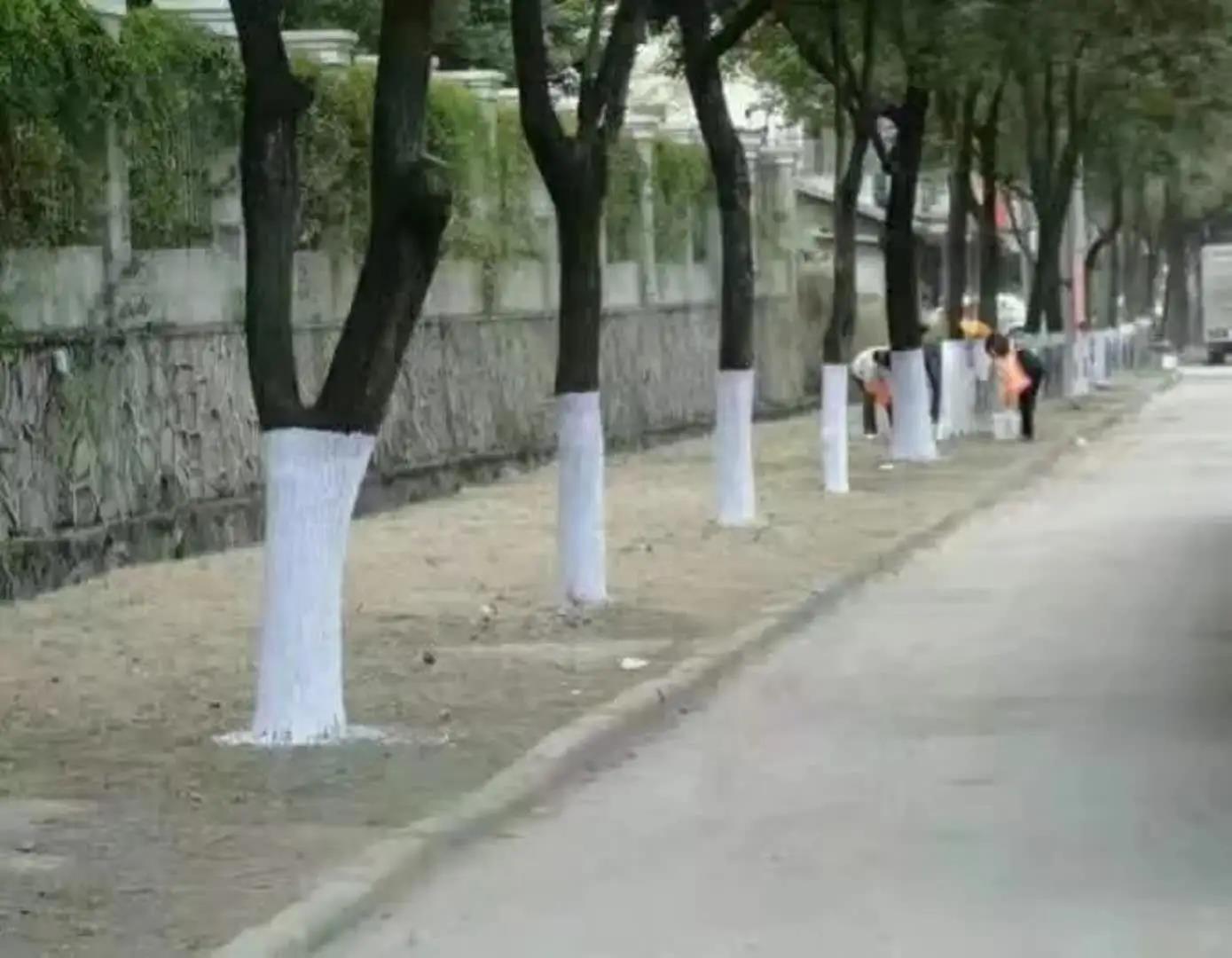 为什么到秋冬树干就要涂白