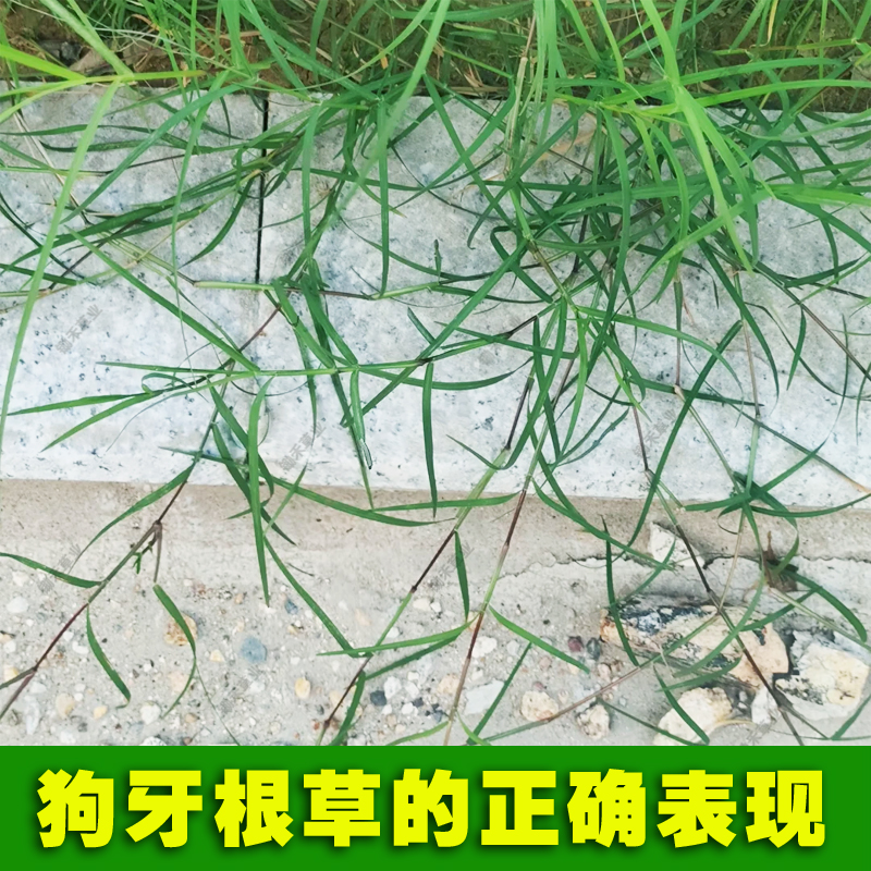 狗牙根是一种什么样的植物